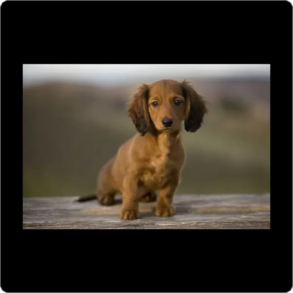 Long-Haired Dachshund  /  Teckel Dog - puppy. Doxie  /  Doxies in the US