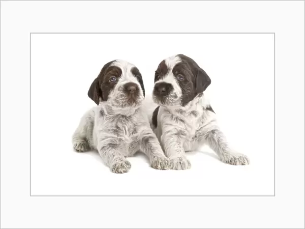 Dog - Korthal Griffon puppies - in studio