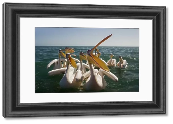 Great White Pelicans on the water - with beak open - Atlantic Ocean - Namibia - Africa