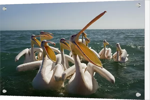 Great White Pelicans on the water - with beak open - Atlantic Ocean - Namibia - Africa