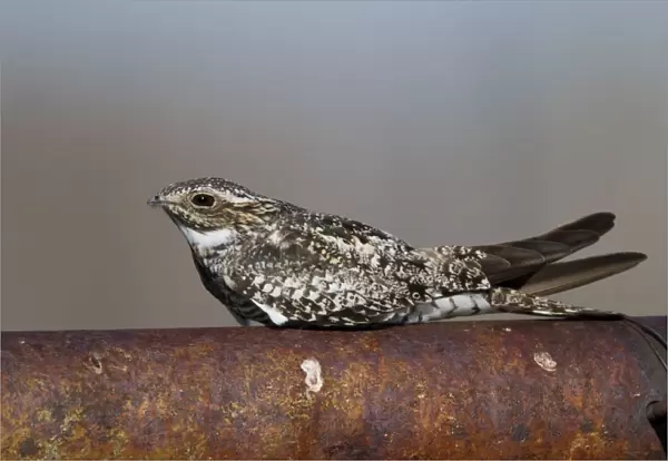 Common Nighthawk - at day roost - Southern Wyoming - July - USA