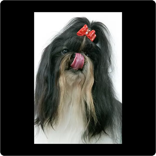 Dog - Shih-tzu  /  Chrysanthemum Dog - licking nose