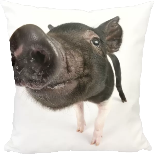 Pig. Saddleback cross piglet