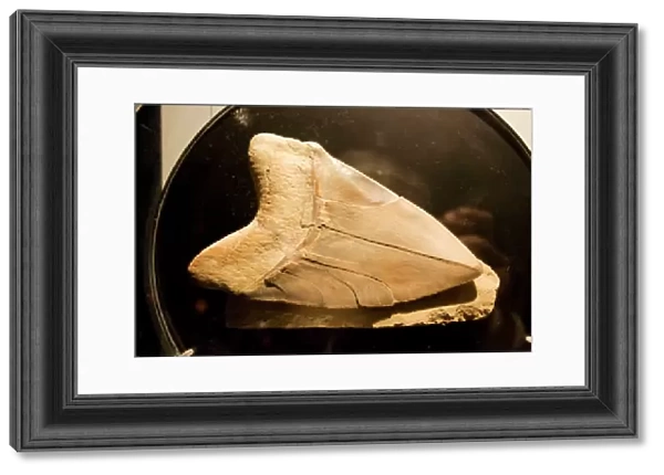 Fossil tooth of megalodon or megatooth shark Oceanopolis Brest Brittany France