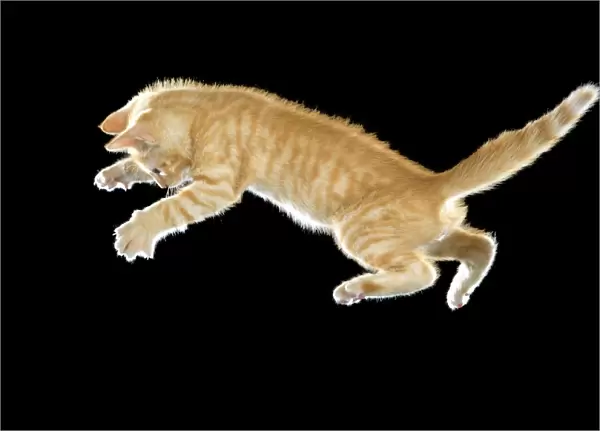 Cat - European ginger tabby shorthair falling