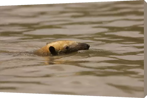 Tamandua - swimming in water. Manu National Park - Peru