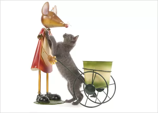 Cat - Chartreux kitten in studio playing with mouse garden ornament