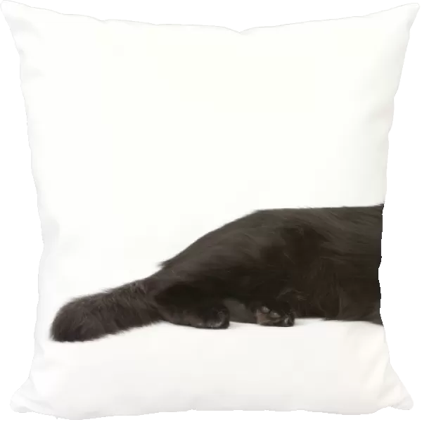 Cat - Black Turkish Angora in studio