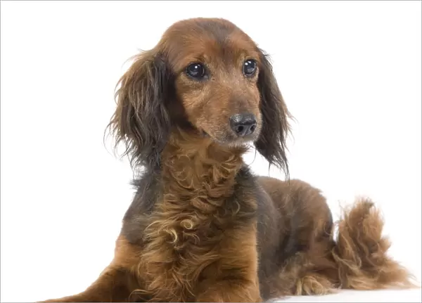 Long-Haired Dachshund  /  Teckel Dog - 15 year old in studio. Also known as Doxie  /  Doxies in the US