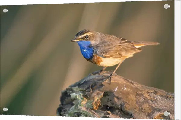 Bluethroat - perched on log