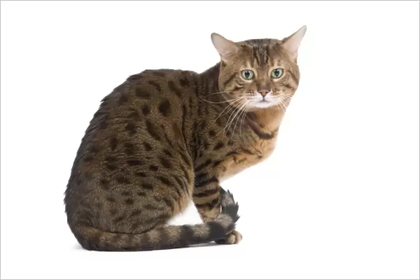 Cat - Bengal - Brown spotted in studio