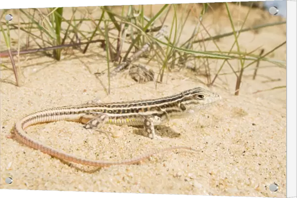 Spiny-footed Lizard - Donana National Park - Andalucia