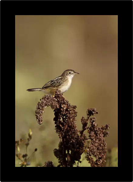 Zitting Cisticola  /  Streaked Fan-tailed Warbler - Andalucia - Spain - September
