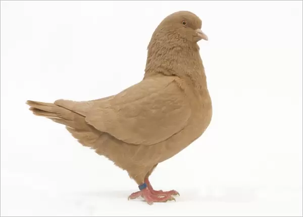 Fancy Pigeon breed - King Pigeon yellow - in studio