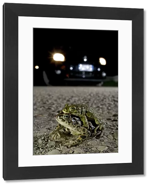 Green Toad - mating on the road - Italy