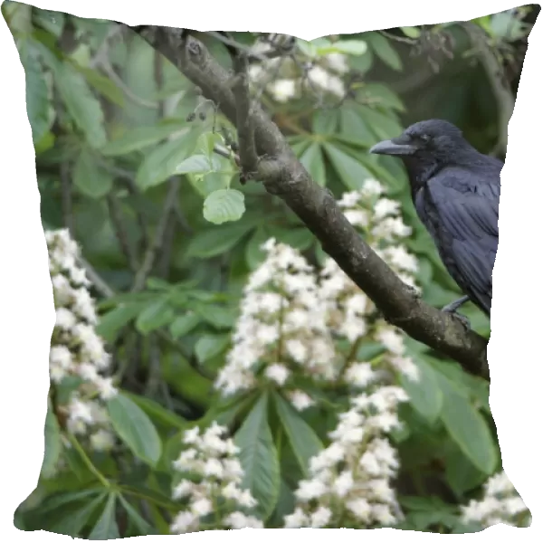 Carrion Crow - perched in flowering chestnut tree - Hessen - Germany