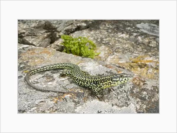 Tyrrhenian Wall Lizard - Corsica - France