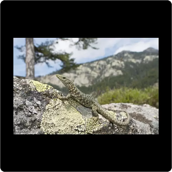 Bedriaga's Rock Lizard - female in mountain habitats - sardo-corsican endemic - Forest of Aitone - Corsica - France