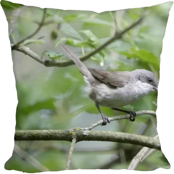 Lesser Whitethroat - perched on branch of bush in garden - lower Saxony - Germany