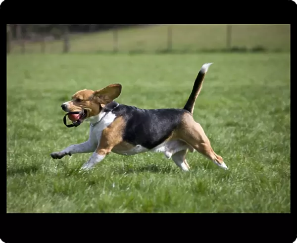 Dog - Beagle running in garden with ball in mouth