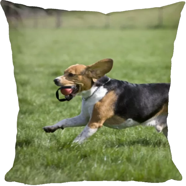 Dog - Beagle running in garden with ball in mouth