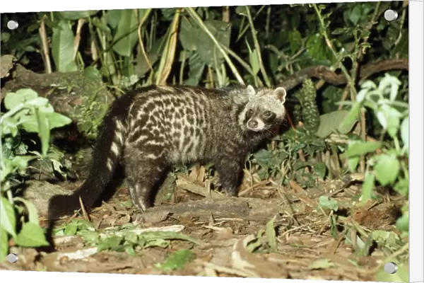African Civet - Rainforest - Sierra Leone, Africa