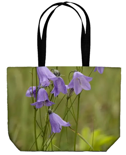 Hare-bells (Campanula rotundifolia). Scotland