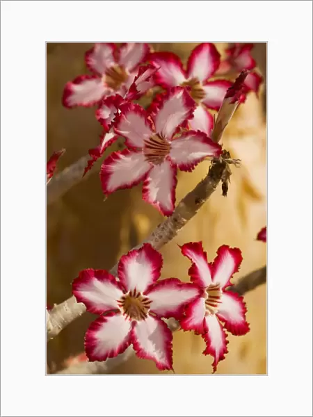 Impala lily, Adenium (Pachypodium) multiflorum; rare and threatened southern African plant. Also grown in gardens