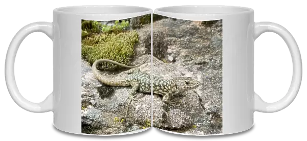 Bedriaga's Rock Lizard - sardo-corsican endemic - Corsica - France