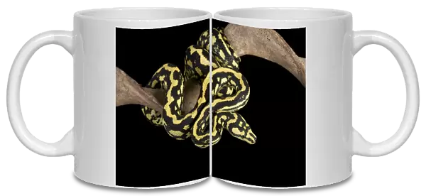 Jungle Carpet Python - Cheynei sub-species - Australia - New-Guinea