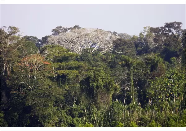 Tropical forest Upstream from Puerto Maldonado, the Tambopata Nature Reserve (officially called the Tambopata-Candamo Reserve Zone, or TRZ) is a massive tract of humid subtropical rainforest in the department of Madre de Dios