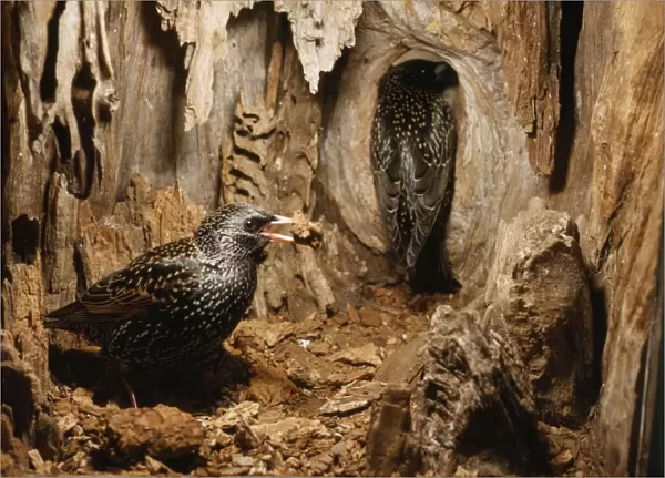 Starling - hole being cleaned before nest building