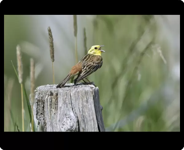 Yellowhammer - male singinging from post - Hessen- Germany