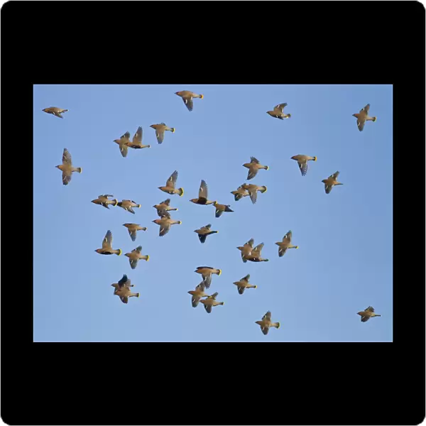 Waxwing - flock in flight - Oxon - UK - January