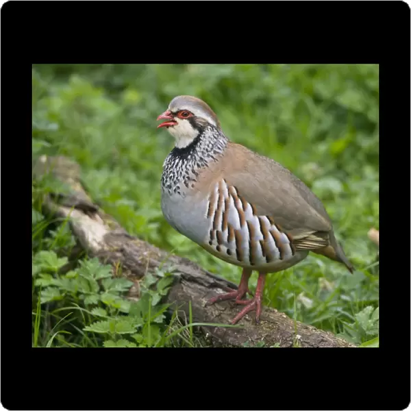 Red-legged Partridge - stood on log - calling - Oxfordshire - March