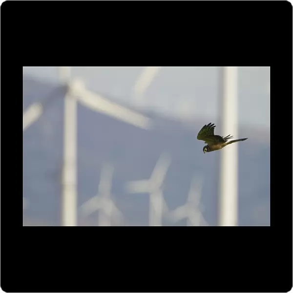 Montagu's Harrier - juvenile hunting for food amongst wind turbines - Tarifa - Andalucia - Spain - September