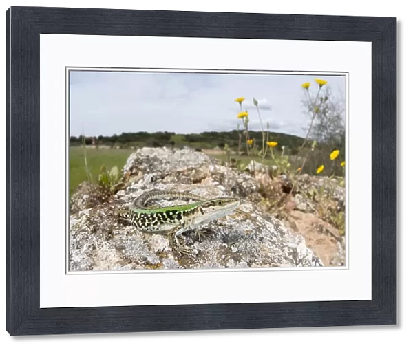 Italian Wall Lizard - in habitat - male - Italy