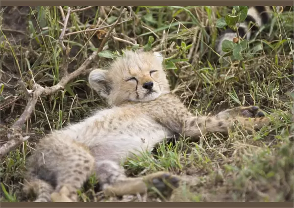 Cheetah - 8 week old cub - Maasai Mara Reserve - Kenya
