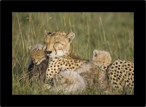 Cheetah - mother and 8 week old cubs sleeping in grass - Maasai Mara Reserve - Kenya