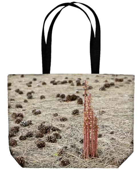 Pinedrops - a saprophyte or myco-heterotrophs, found in pine woodlands, Oregon