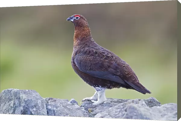 Red Grouse - male perched on dry stone wall - Northumberland - England