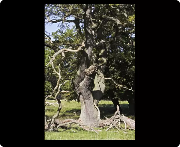 Common Oak Tree
