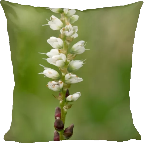 Alpine bistort ( Polygonum vivipara) in flower, with bulbils below flowers. Rare in UK