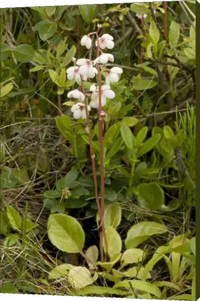 Round-leaved wintergreen (Pyrola rotundifolia) in flower