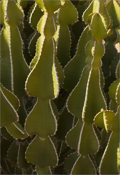 A desert spurge (Euphorbia virosa ), Namibia