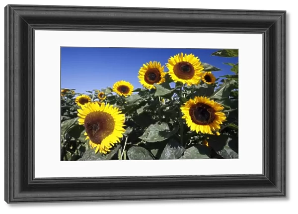 Sunflower - flower heads against blue sky, Lower Saxony, Germany
