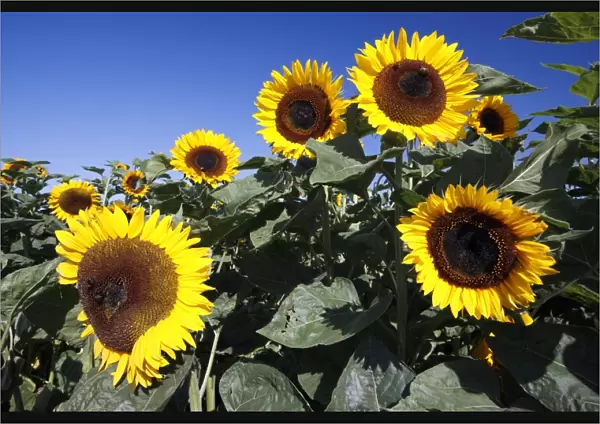 Sunflower - flower heads against blue sky, Lower Saxony, Germany