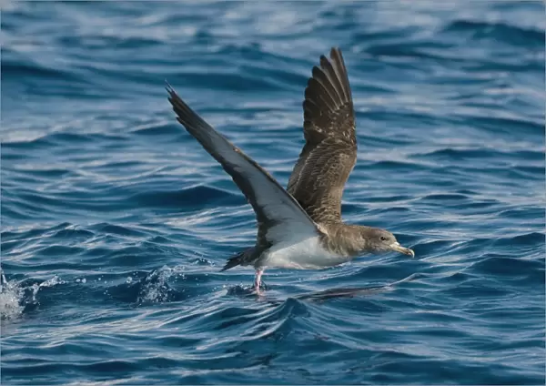 Cory's Shearwater - in flight - running on the sea for take off - Madeira - September