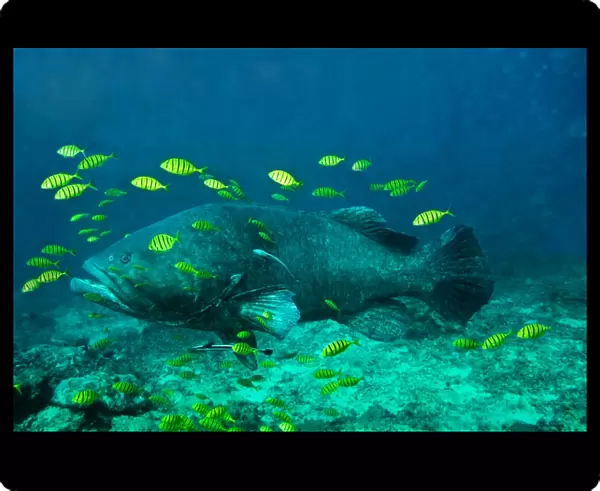 Queensland  / Giant Grouper - largest Indopacific grouper attaining a weight of at least 288kg - Fiji
