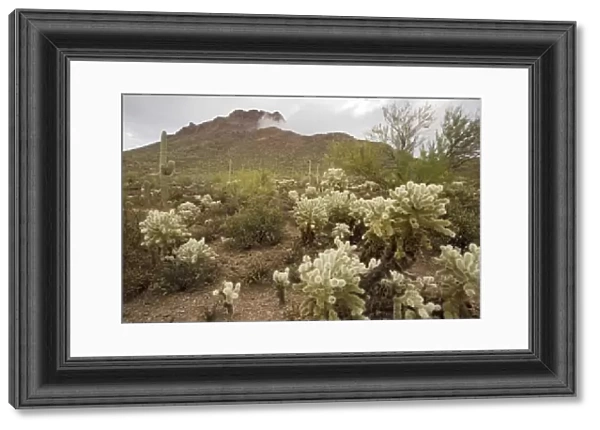 Protected fragment of the Sonoran desert in the Tucson Mountain Park, near Tucson, Arizona